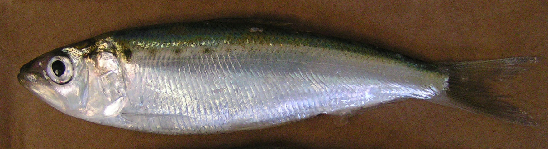 Juvenile American shad